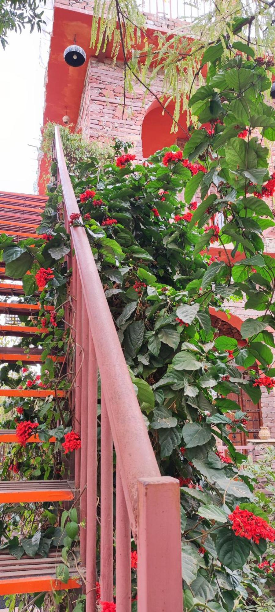 푸쉬카르 The Secret Garden B&B 외부 사진