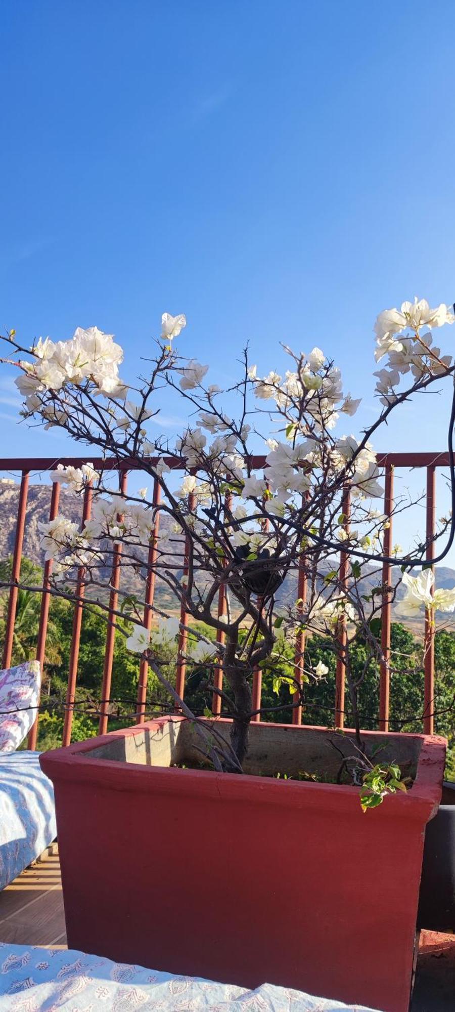 푸쉬카르 The Secret Garden B&B 외부 사진